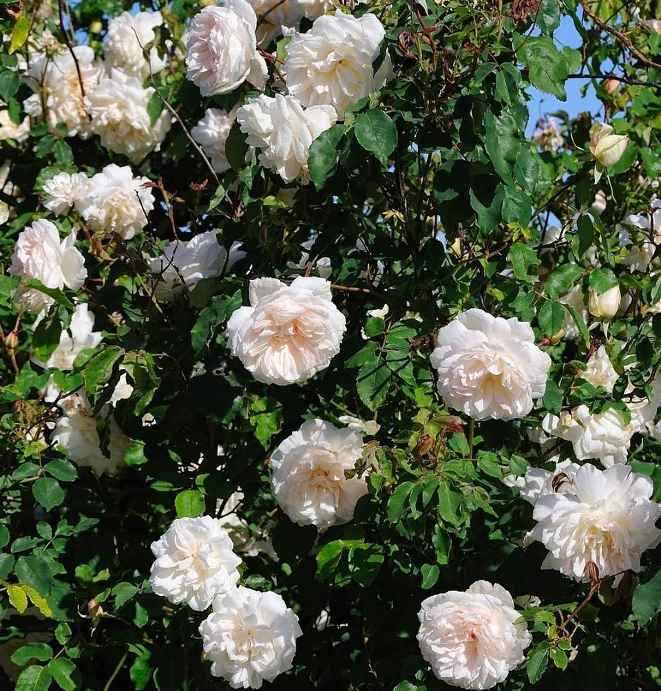 Climbing Rose - Mme Alfred Carrère